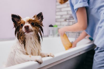 Pet Grooming and Pet Sitting Insurance in Great Falls, MT by Cogswell Insurance Agency