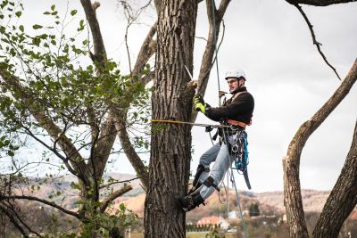 Tree Trimming Insurance in Montana by Cogswell Insurance Agency