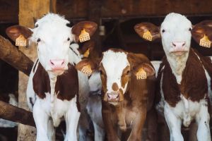 Livestock Insurance in Montana